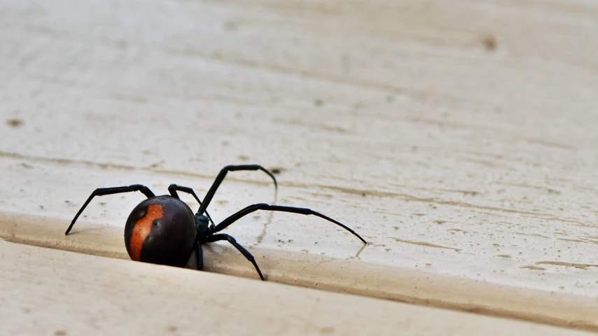 Redback Spider on deck